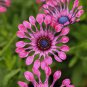 Mixed African Blue Eyed Daisy Flowers Osteospermum Bonsai 200 Seeds