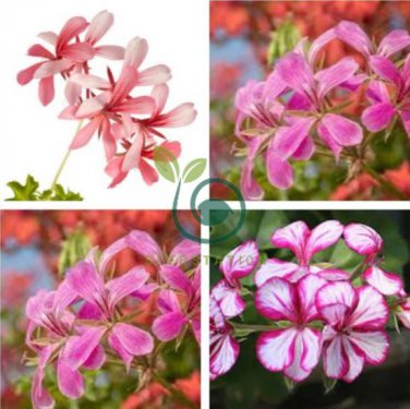 Kasuki New Fresh A Package 40 Seeds