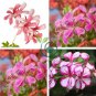 Kasuki New Fresh A Package 40 Seeds