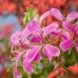 Kasuki New Fresh A Package 40 Seeds
