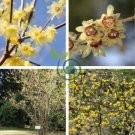 Chimonanthus praecox 40 Seeds