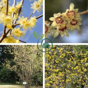 Chimonanthus praecox 40 Seeds