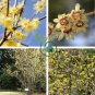 Chimonanthus praecox 40 Seeds