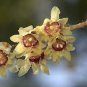Chimonanthus praecox 40 Seeds