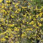 Chimonanthus praecox 40 Seeds