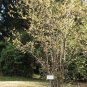 Chimonanthus praecox 40 Seeds