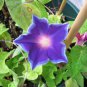 Rare Star Petunia Blue Bonsai Garden and Patio Potted Plant 200 Seeds