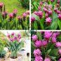 Arrival Curcuma Bonsai Flower Plants 400 Seeds