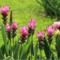 Arrival Curcuma Bonsai Flower Plants 400 Seeds