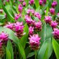 Arrival Curcuma Bonsai Flower Plants 400 Seeds