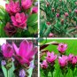 Thailand Pink Curcuma Bonsai Also Called Siam Tulip 100 Seeds