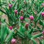 Thailand Pink Curcuma Bonsai Also Called Siam Tulip 100 Seeds