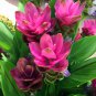Thailand Pink Curcuma Bonsai Also Called Siam Tulip 100 Seeds