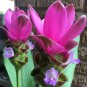 Thailand Pink Curcuma Bonsai Also Called Siam Tulip 100 Seeds