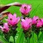Thailand Pink Curcuma Bonsai Also Called Siam Tulip 100 Seeds