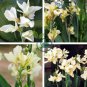 Canna Lily Ermine Tropical House Plant 4 Bulb