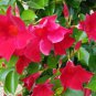 Mandevilla Sanderi Plants 200 Seeds