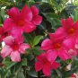Mandevilla Sanderi Plants 200 Seeds