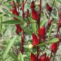 Roselle Ilibiscus 200 Seeds