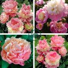 Sorbet Robust Colorful Double Blooms Peony Mixed 10 Seeds