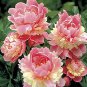Sorbet Robust Colorful Double Blooms Peony Mixed 10 Seeds