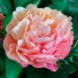 Sorbet Robust Colorful Double Blooms Peony Mixed 10 Seeds
