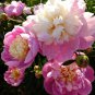 Sorbet Robust Colorful Double Blooms Peony Mixed 10 Seeds