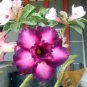 Adenium Desert Rose 20 Seeds