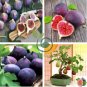 Rare Tropical Fig 200 Seeds