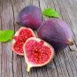 Rare Tropical Fig 200 Seeds