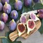 Rare Tropical Fig 200 Seeds