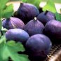 Rare Tropical Fig 200 Seeds