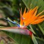 Heliconia Seeds Rare Color Sucuulent Plant 200 Seeds