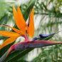 Heliconia Seeds Rare Color Sucuulent Plant 200 Seeds