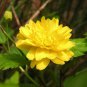 New Rare Kerria Japonica 100 Seeds