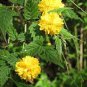 New Rare Kerria Japonica 100 Seeds