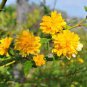 New Rare Kerria Japonica 100 Seeds