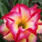 Mixed 6 Types Multi-Layer Adenium obesum Desert Rose 60 Seeds
