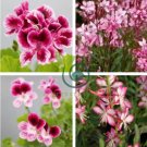 Geranium Whitish Light Pink Single Petals with Rose Red Edge Centre Flowers 20 Seeds