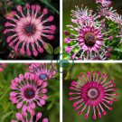 Flower 'Power Spider' Purple Chrysanthemum 200 Seeds