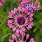 Flower 'Power Spider' Purple Chrysanthemum 200 Seeds