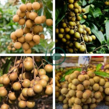 Guanzhou Longan Fruit 10 Seeds