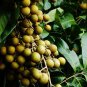 Guanzhou Longan Fruit 10 Seeds
