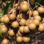 Guanzhou Longan Fruit 10 Seeds