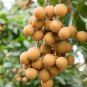 Guanzhou Longan Fruit 10 Seeds