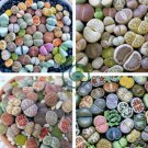 Mixed 10 Types of Lithops Succulent 20 Seeds