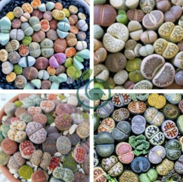 Mixed 10 Types of Lithops Succulent 20 Seeds