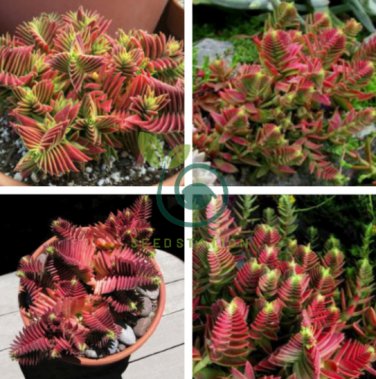 Crassula Capitella Thyrsiflora Red Pagoda Succulent Cactus 20 Seeds