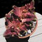 Crassula Capitella Thyrsiflora Red Pagoda Succulent Cactus 20 Seeds