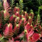 Crassula Capitella Thyrsiflora Red Pagoda Succulent Cactus 20 Seeds